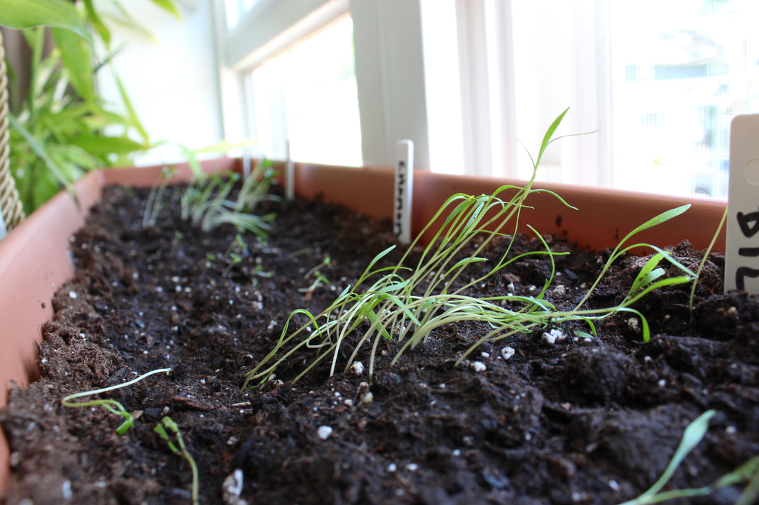 Dill seedlings just starting to grow