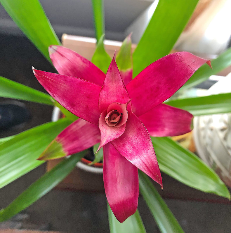 Bright colored leaves from a Bromeliad plant.