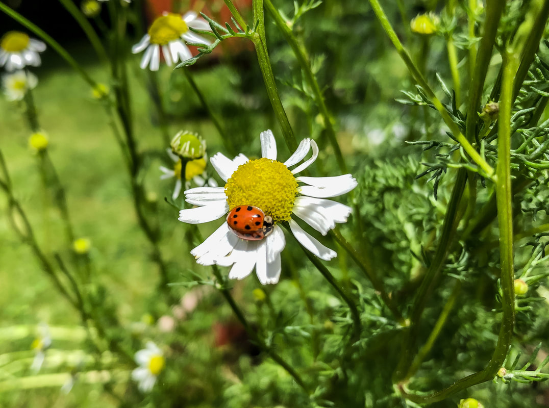 Ladybug on a chamomile flower.