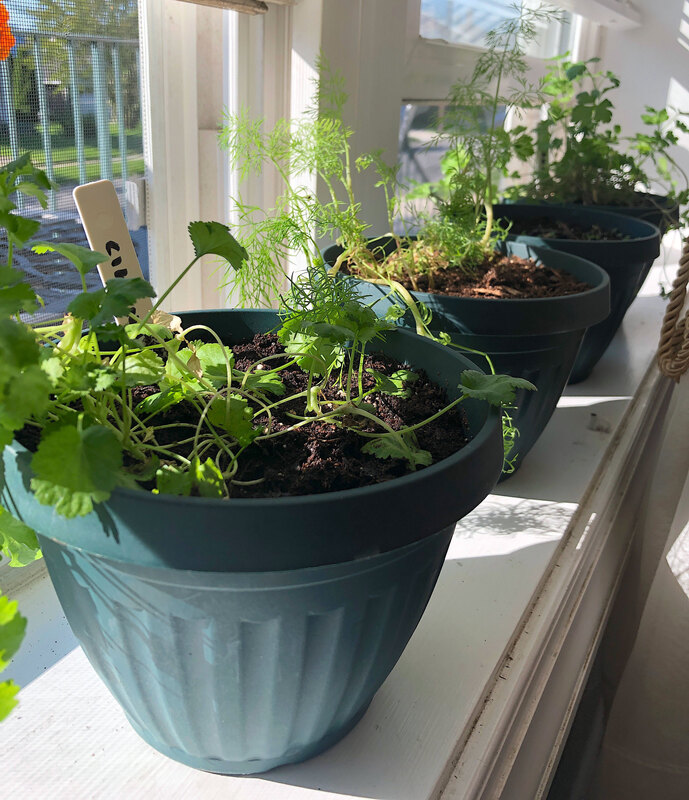 Pots of herbs on a windowsill.