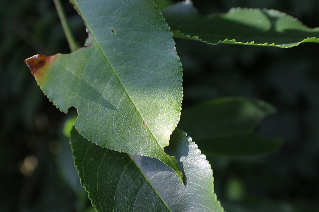 Closeup of tree leaf.