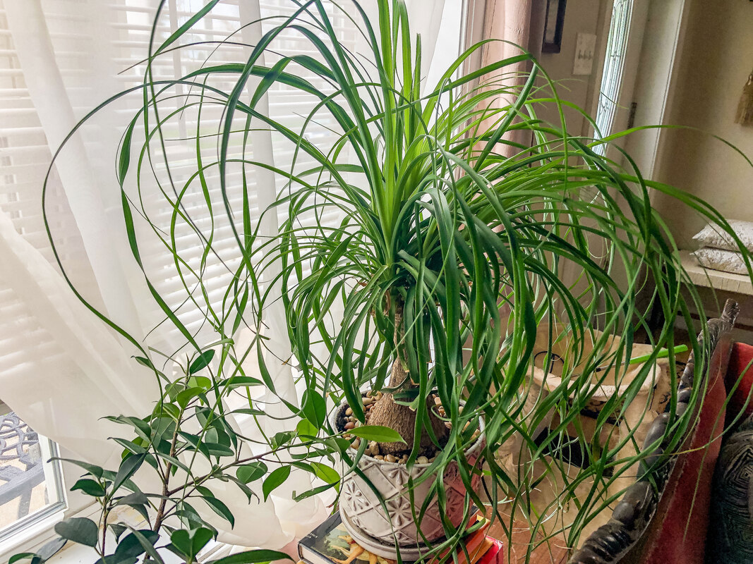Ponytail palm in a living room window. 