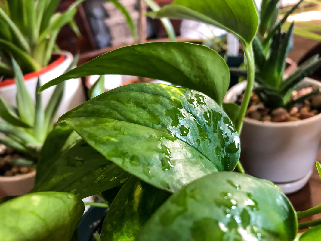 Pothos planted with water droplets.