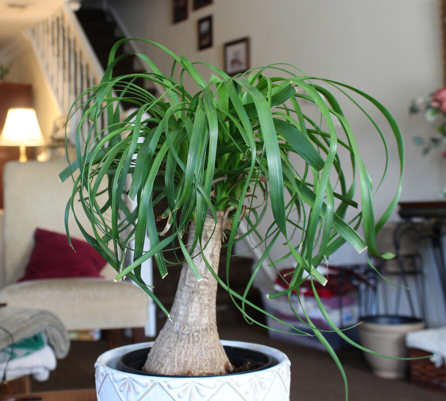 Ponytail palm indoor houseplant.