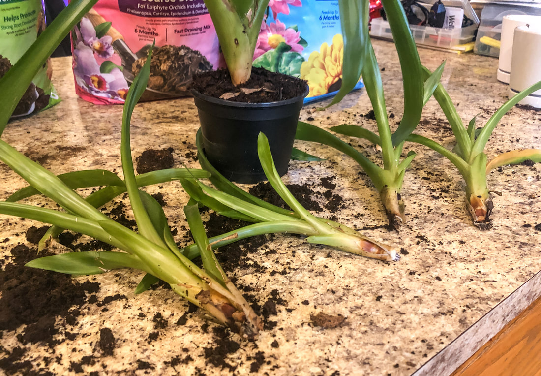 Bromeliad pups newly separated from the mother plant.