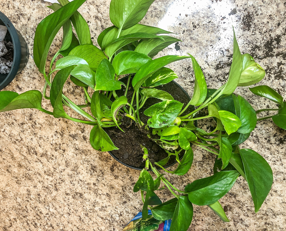 Pothos plant from above recently replanted.