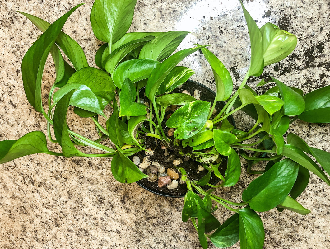 Newly planted pothos plant with decorative stones in pot.