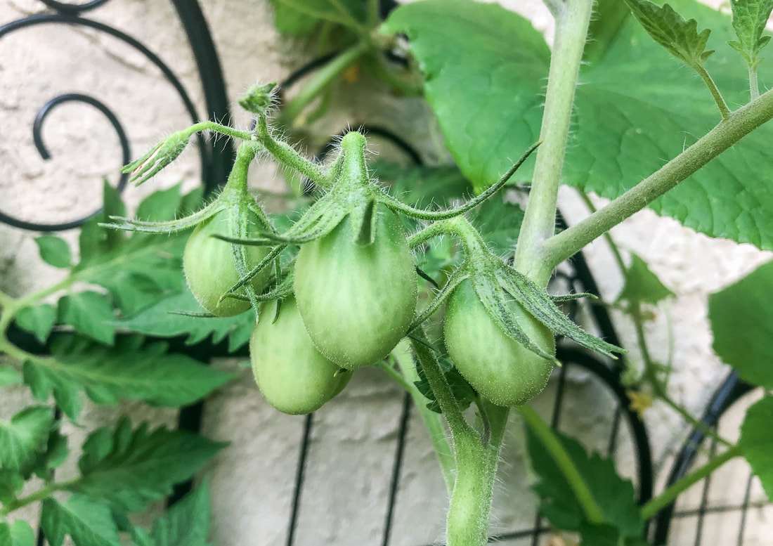 Green grape tomatoes growing on the vine.