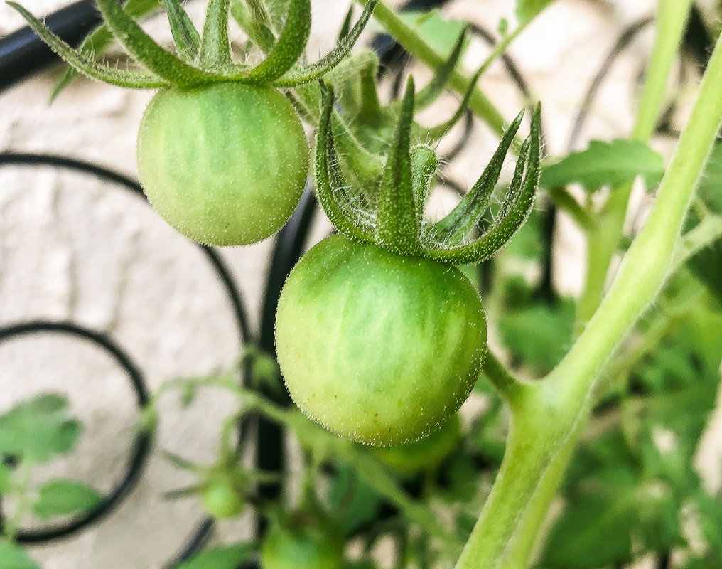 Green cherry tomatoes growing on the vine.