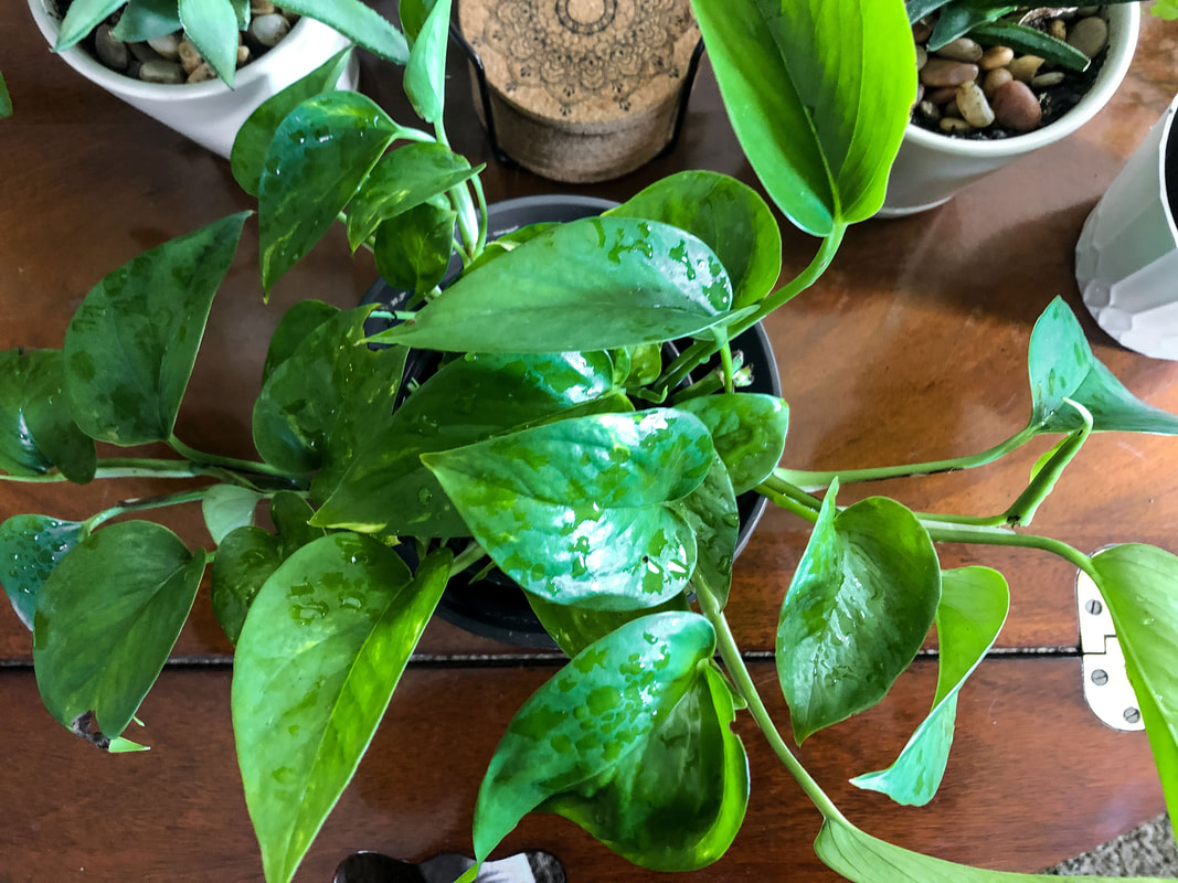 Top down view of a pothos plant on a coffee table.