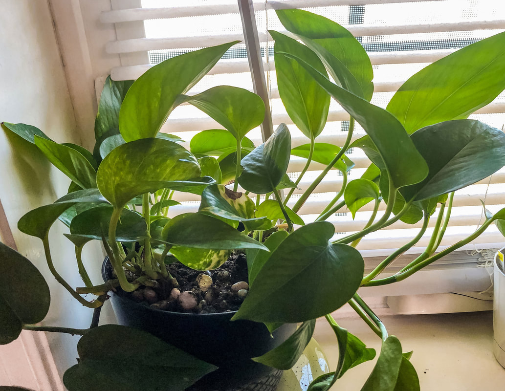 Pothos plant sitting on a windowsill.