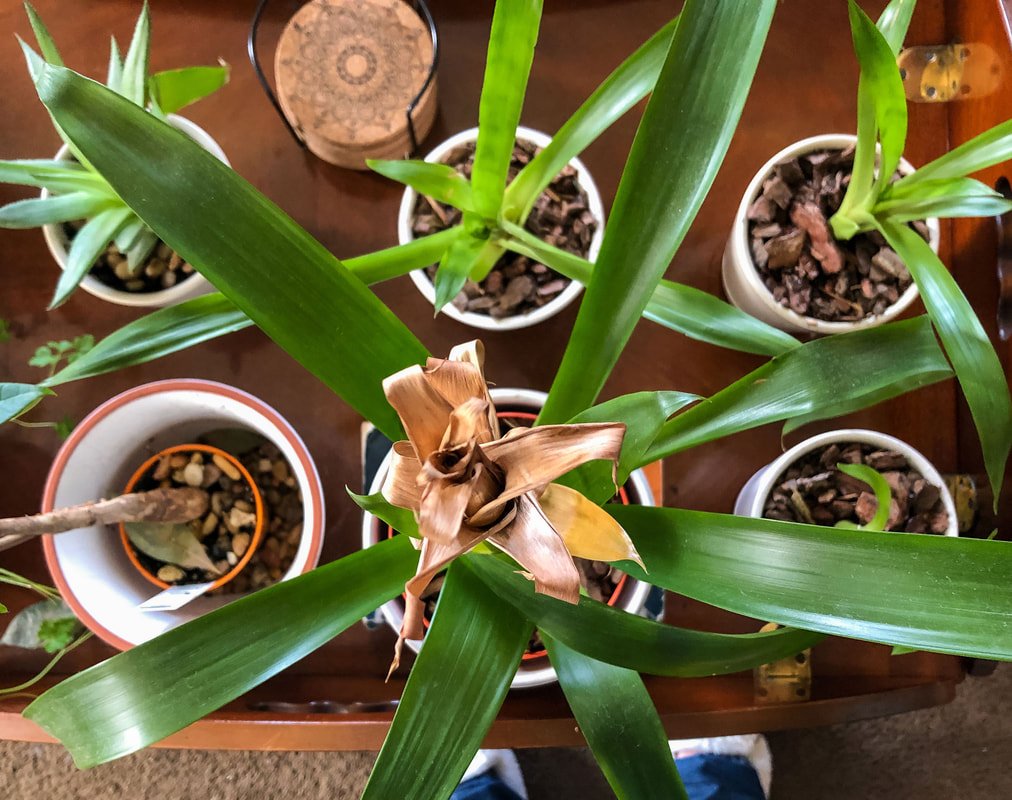 Top down view of bromeliad mother plant and her newly propagated pups.