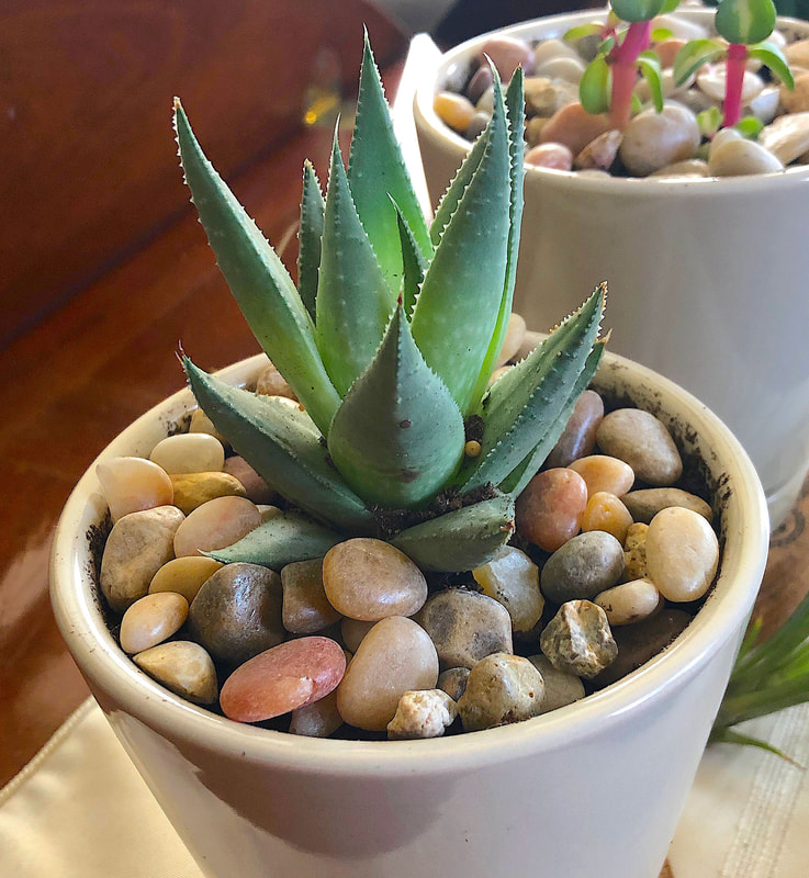Young aloe plant in a small pot.