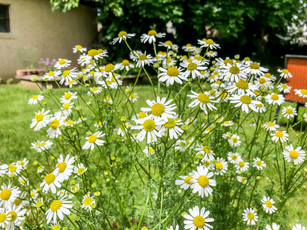 Chamomile flowers in a back garden.