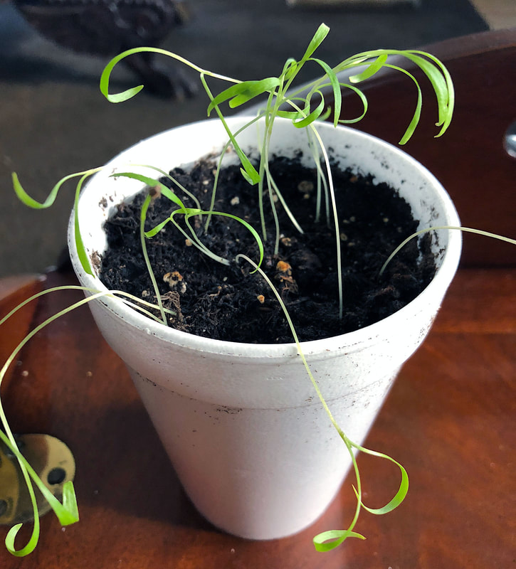 Dill seedlings in a styrofoam cup.