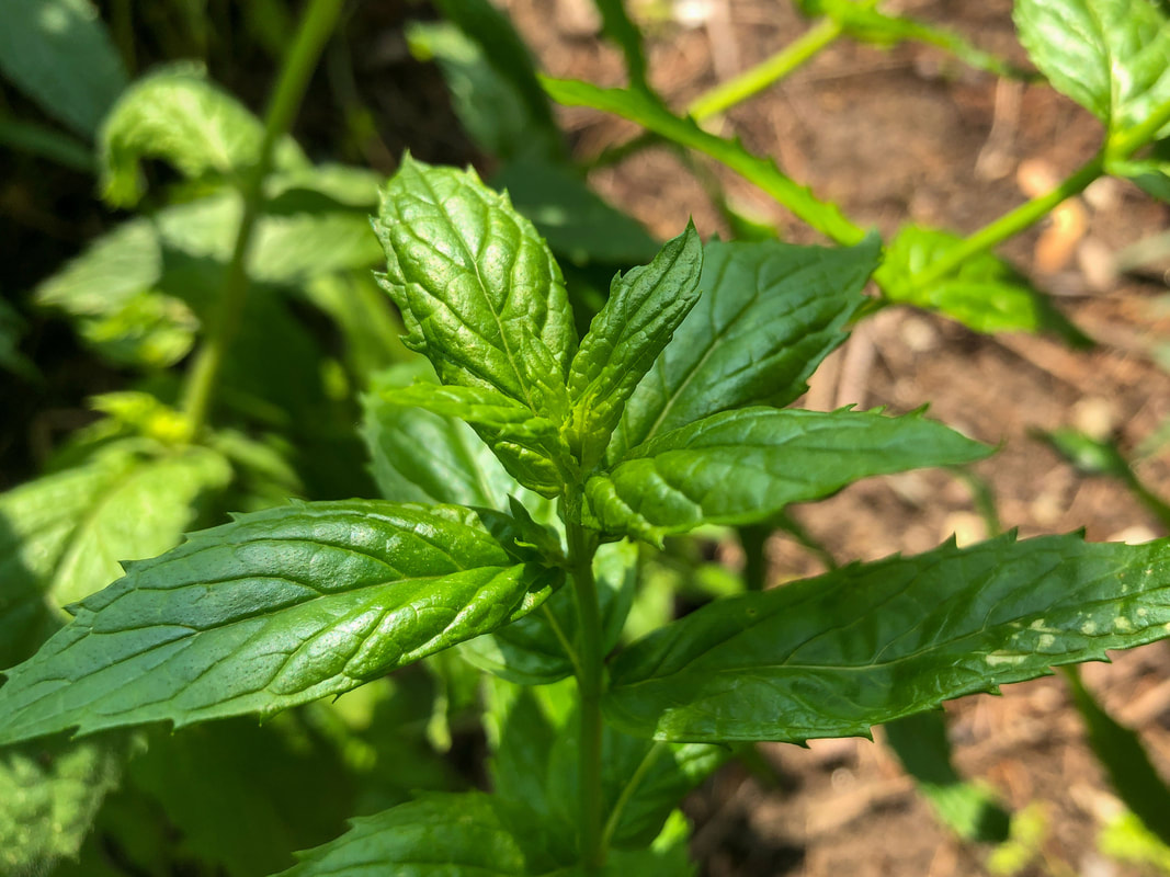 Closeup of mint leaves in a garden.