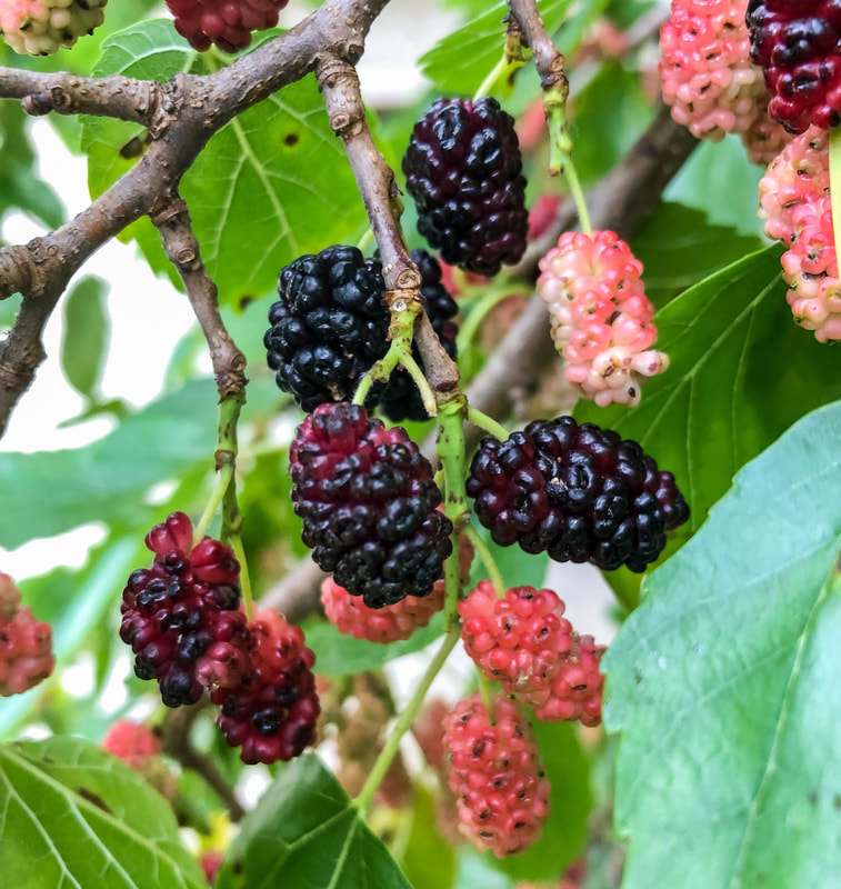 Mulberries ripening on a mulberry tree.