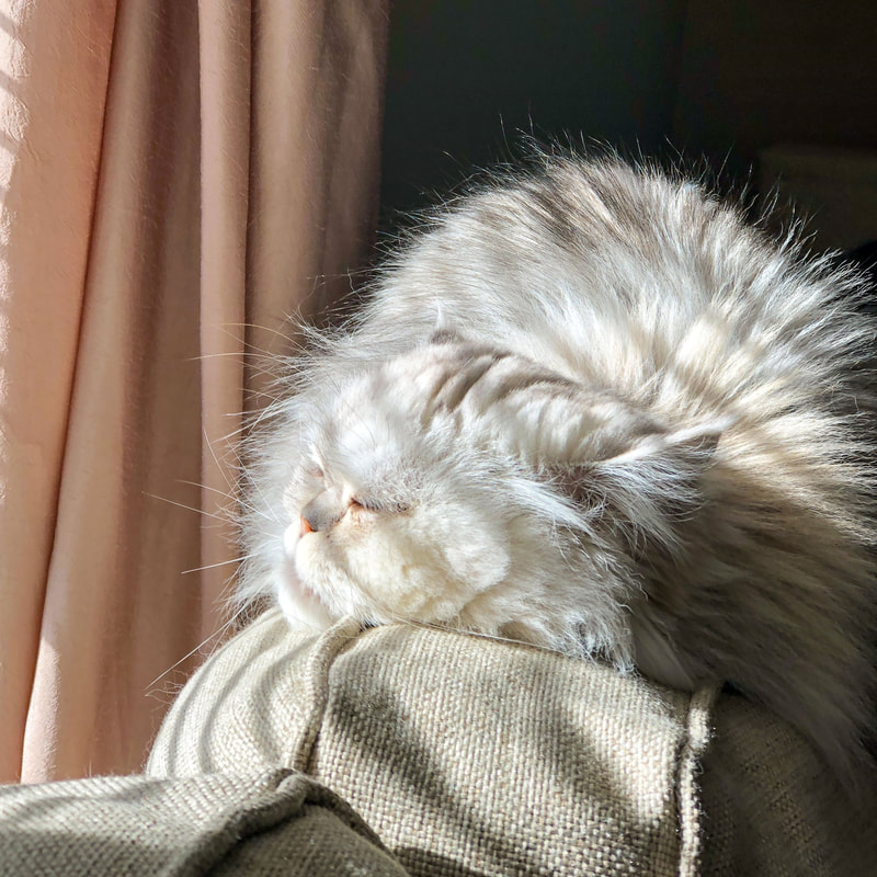 Cat napping in the sunlight streaming through the window.