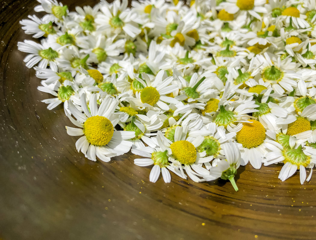 Freshly picked chamomile flowers in a bowl.