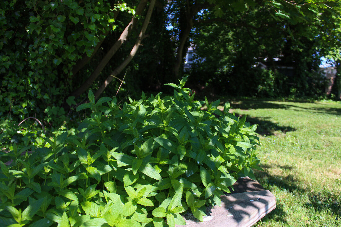 Bushy mint plant in a summer yard.