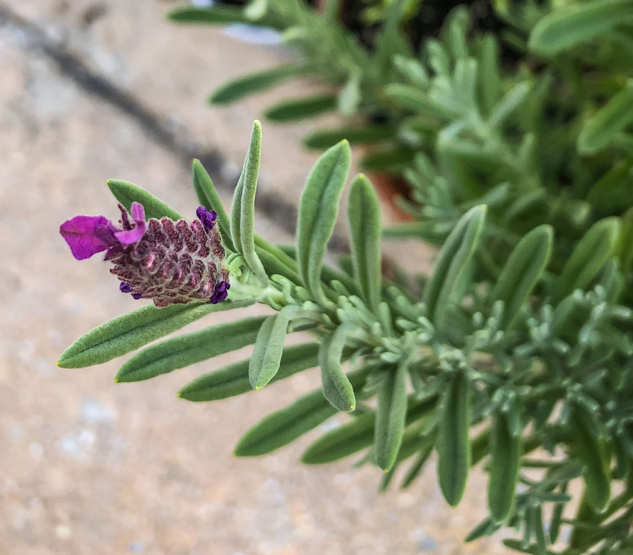 French lavender bloom on a potted plant.