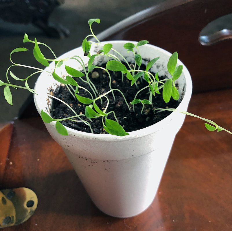 Parsley seedlings in a styrofoam cup.