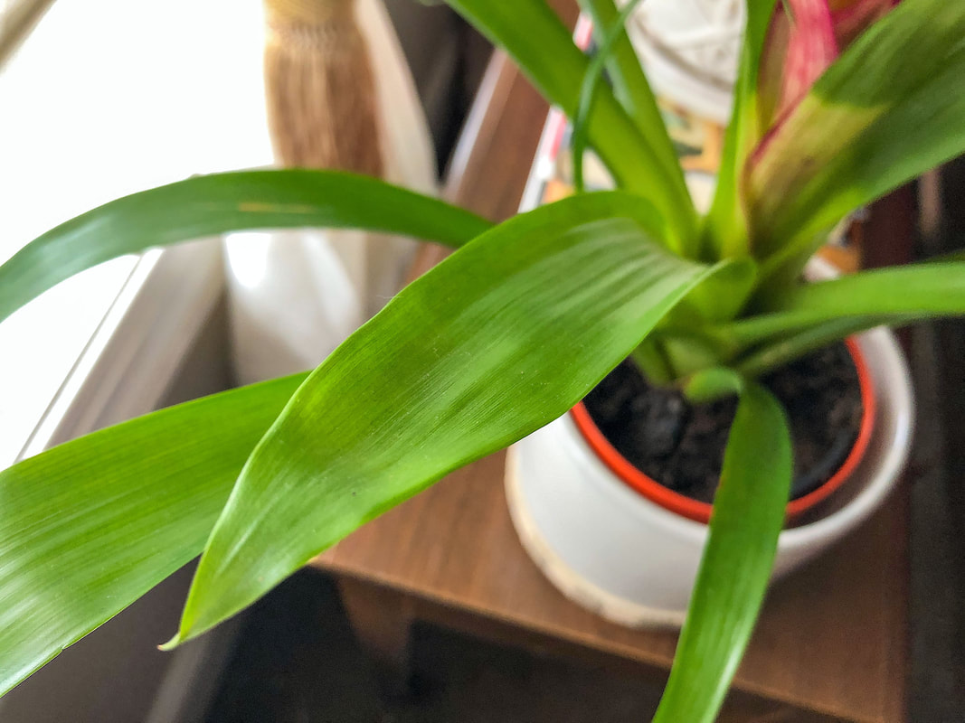 Bromeliad leaves from a houseplant helps bring greenery into the home.