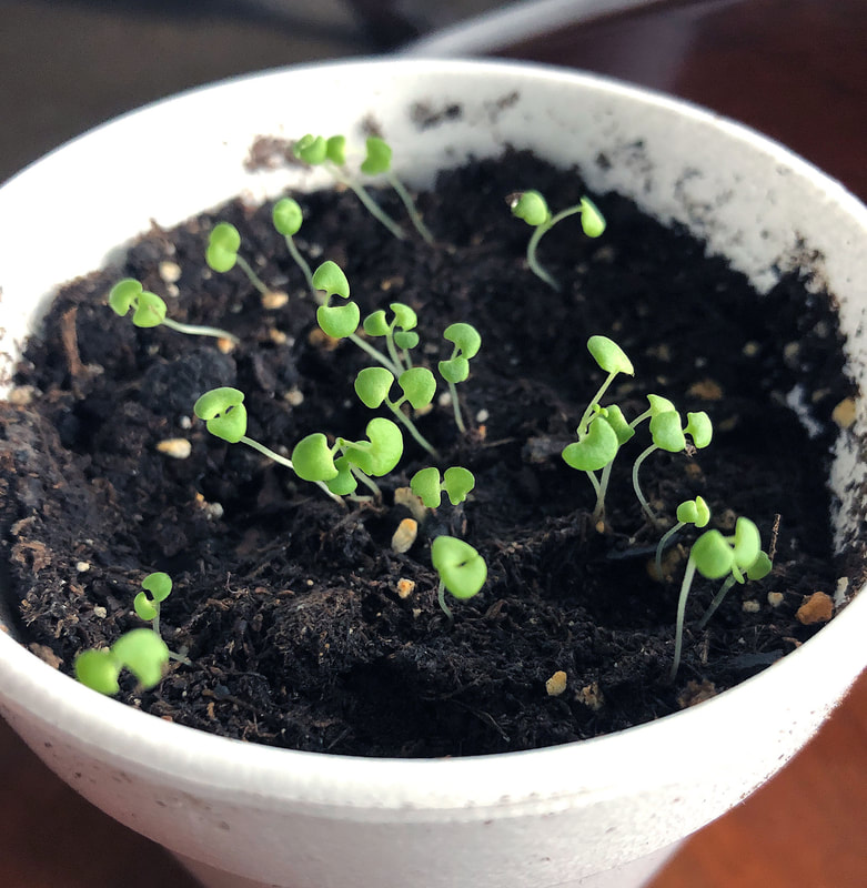 Thyme seedlings in a styrofoam cup.