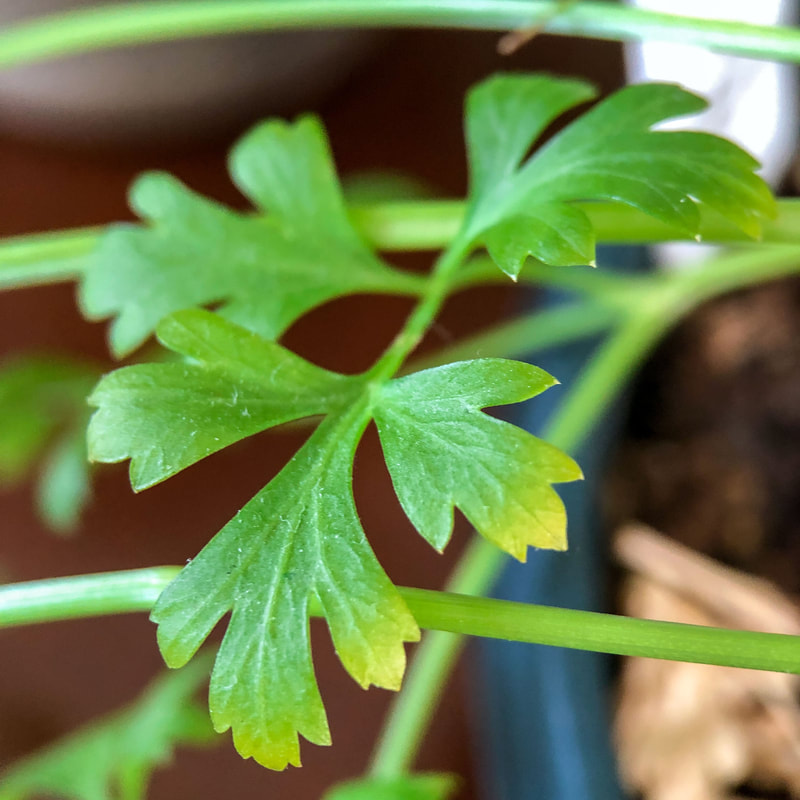 Closeup of parsley leaf.
