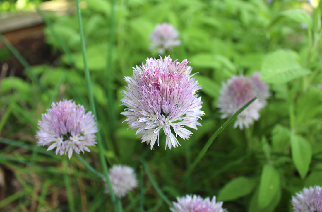 Chive plant blooming with purple flowers during the summer.