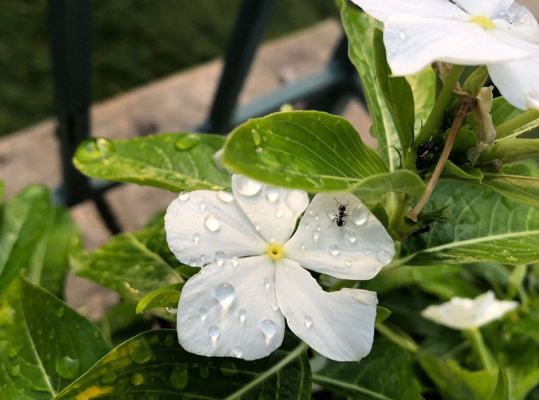 White Vinca flower with an ant crawling on it.