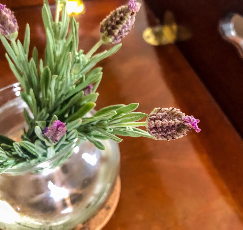 Fresh lavender clippings in a glass vase of water.