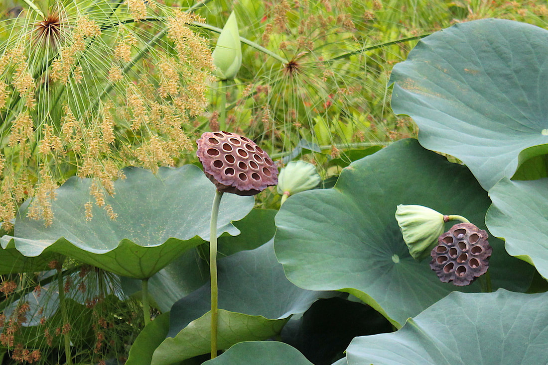 Lotus leaves and pods