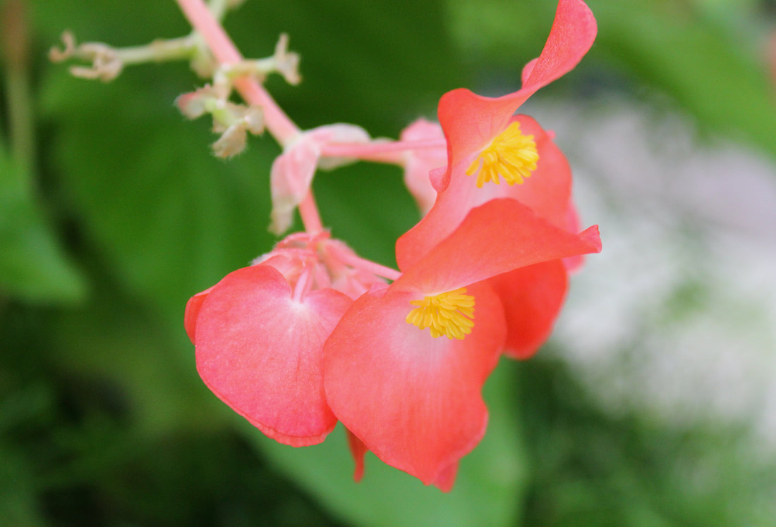 Closeup of coral colored flower.