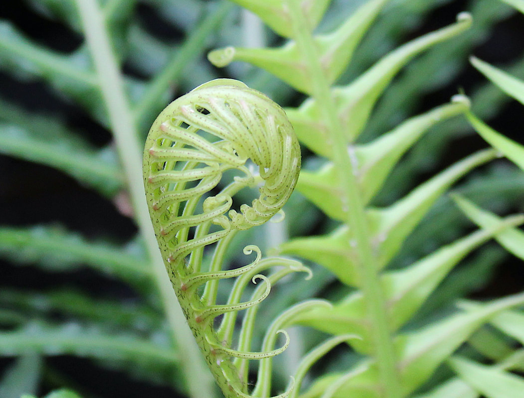 Curled fern leaves