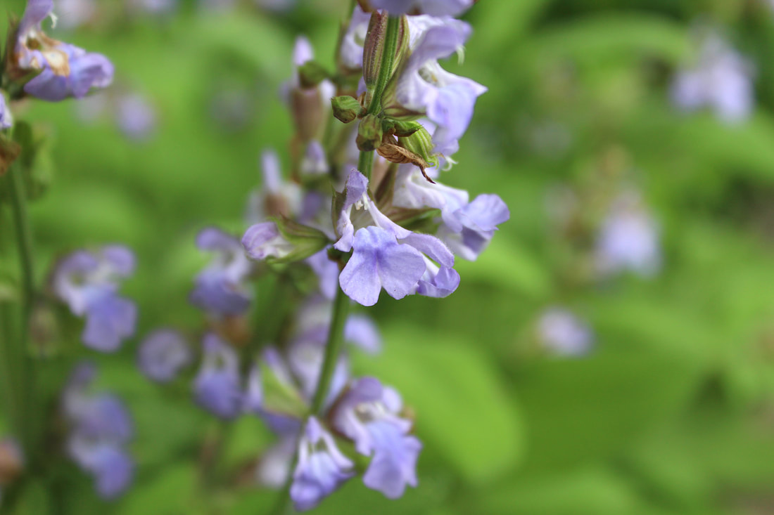 Purle sage flowers