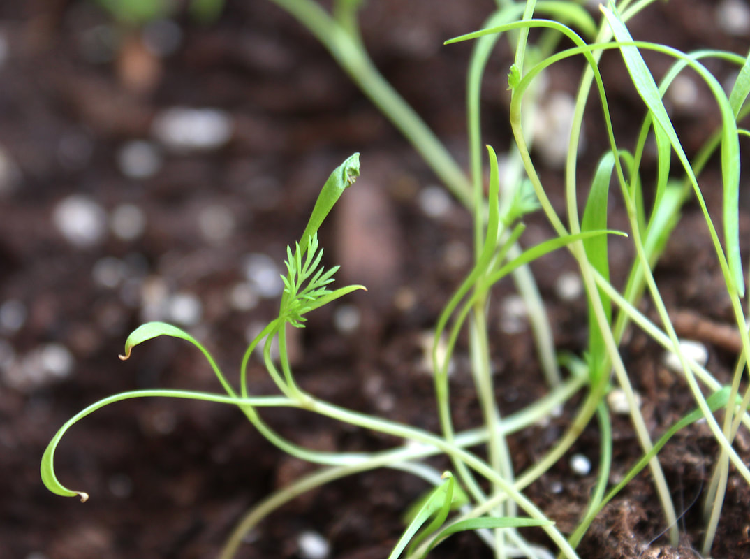 Dill seedling with spring leaves