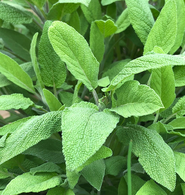 Closeup of sage leaves