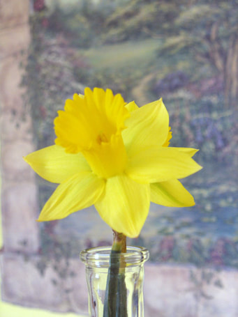 Daffodil photo by Diane M. Lilly
