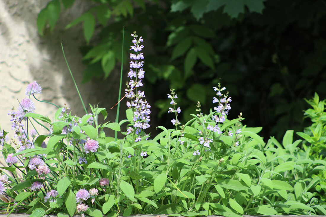 Lush herb garden with chives, mint, and sage.